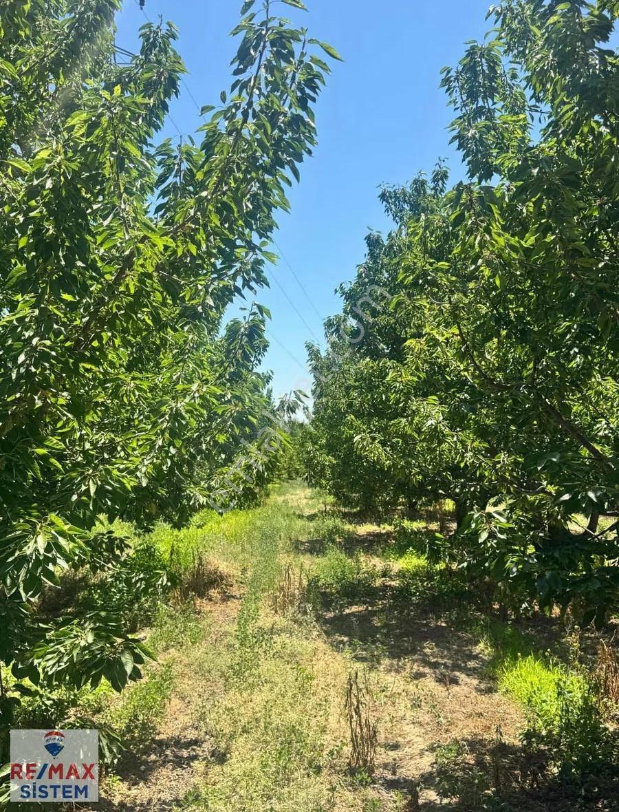 *ANAYOLA YAKIN, DAMLA SULAMALI, 20.250 M2 KİRAZ BAHÇESİ* - Daha fazla