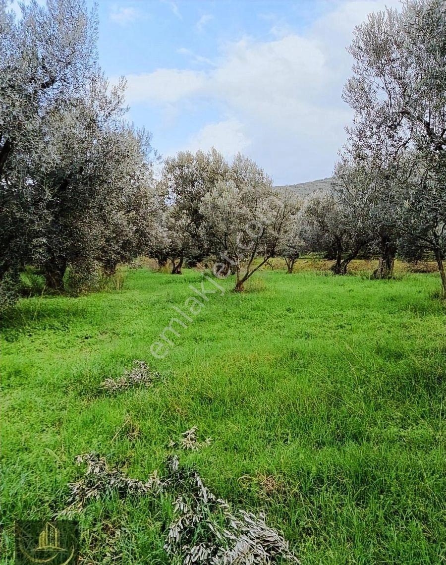 Edincikte 353 M Satilik Zeytinlik