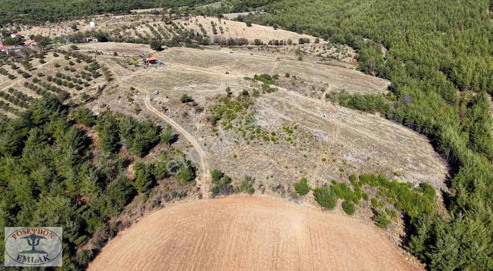 Bayramiç Palamutoba Köyü 3.981 M² İmar Sınırında Yola Cephe - Görsel 7