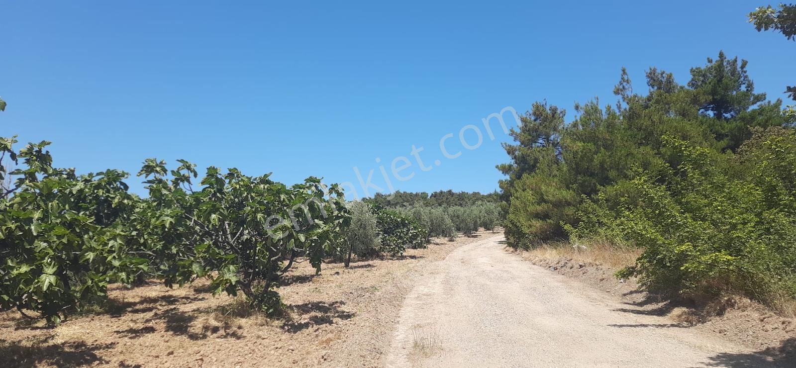 Ahmetköyde Nefis Manzaralı Satılık Tarla - Görsel 5