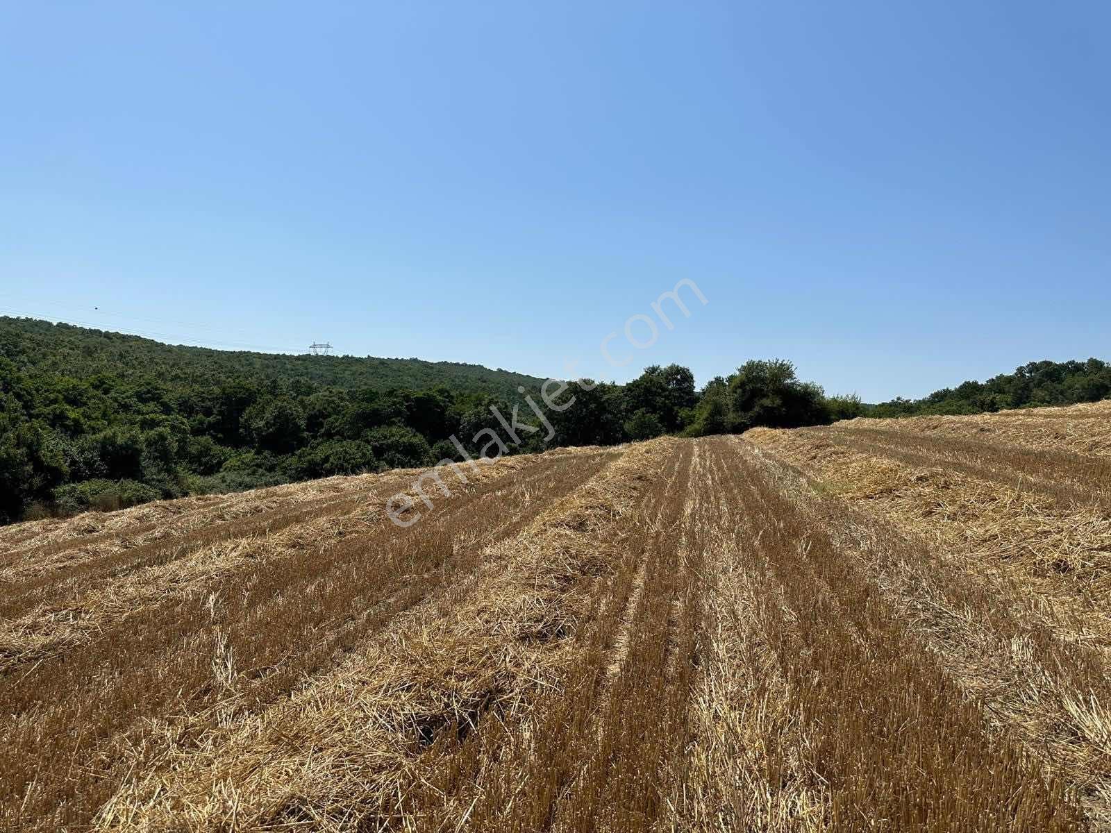 Silivri B.sineklide 5390 M2 Müstakil Tapu Tarla ( Araç Takaslı ) - Görsel 3