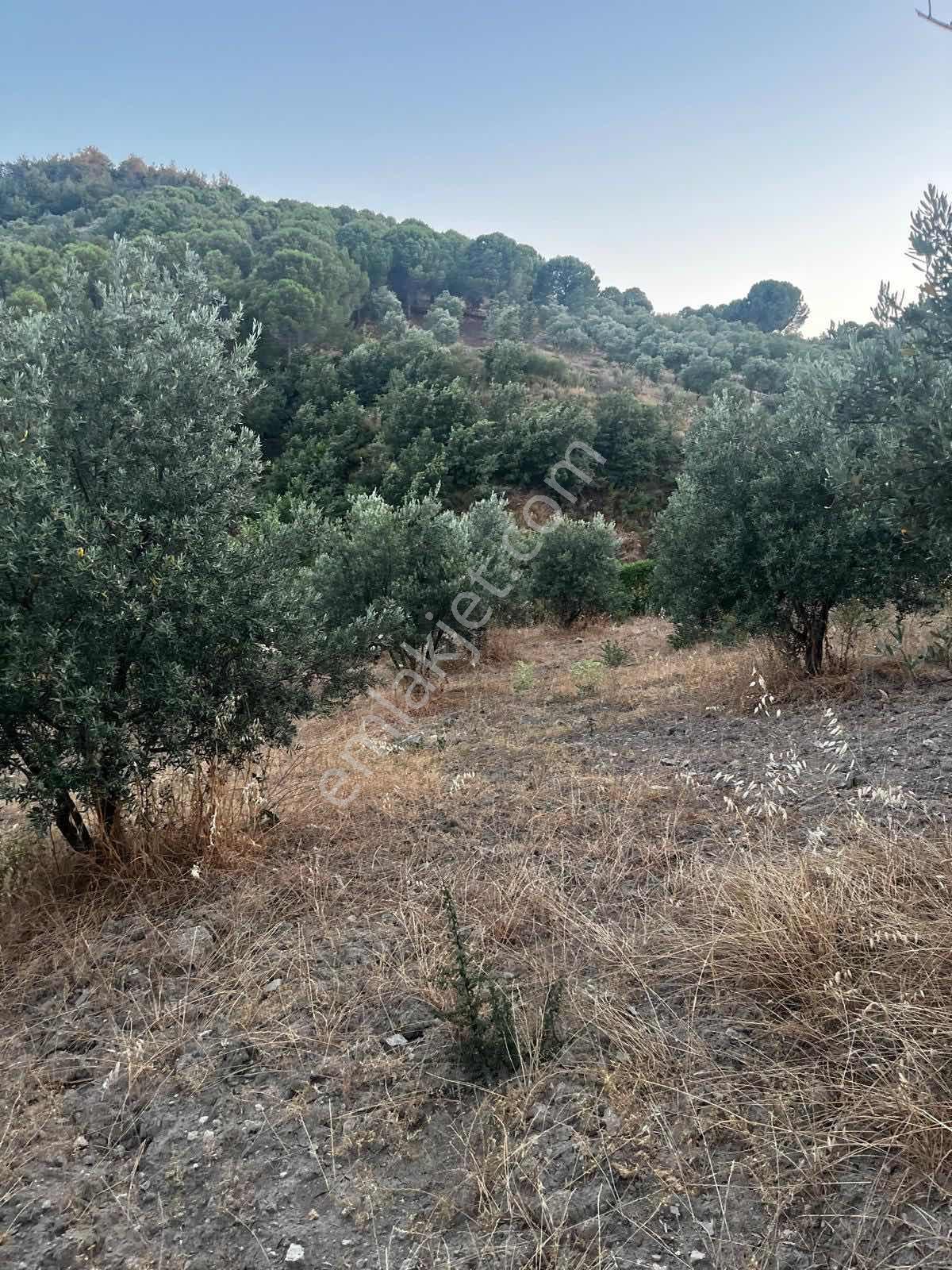 Gömeç Kumgedik Mahallesi'nde - Görsel 8