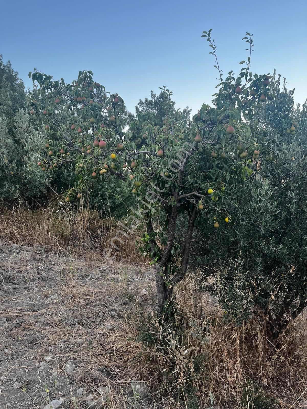 Gömeç Kumgedik Mahallesi'nde
