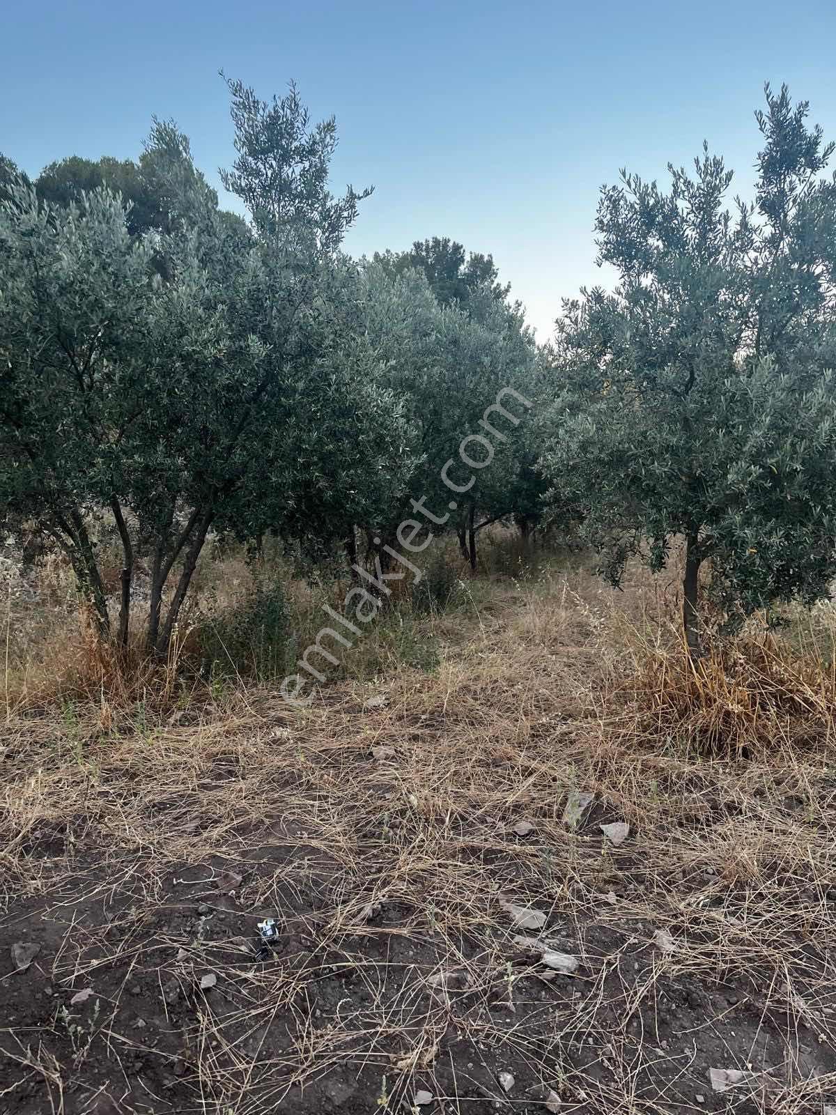 Gömeç Kumgedik Mahallesi'nde - Görsel 9