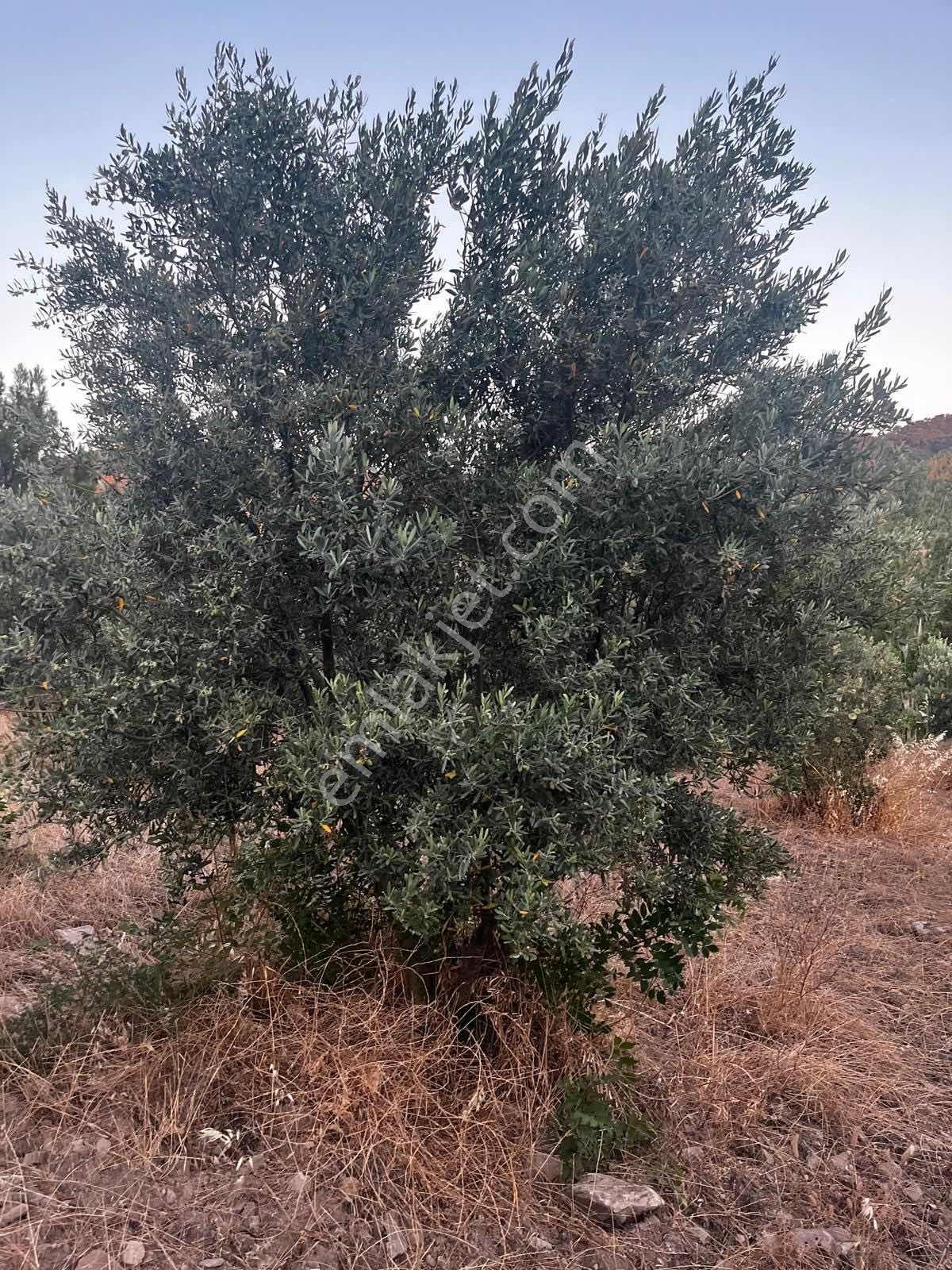 Gömeç Kumgedik Mahallesi'nde - Görsel 5