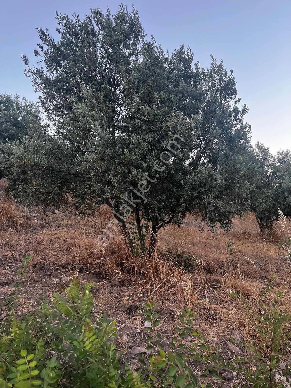 Gömeç Kumgedik Mahallesi'nde - Görsel 18