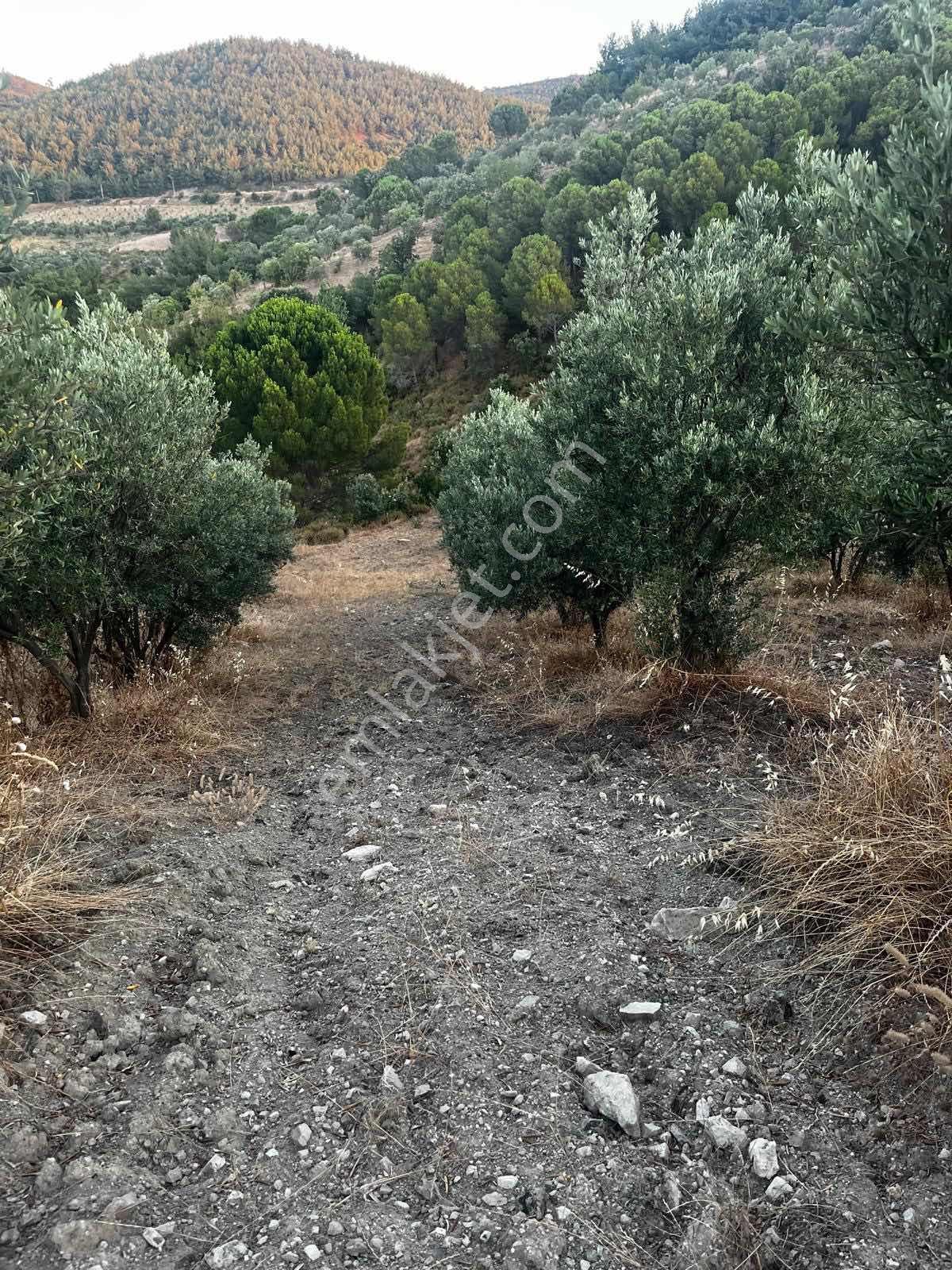 Gömeç Kumgedik Mahallesi'nde - Görsel 7