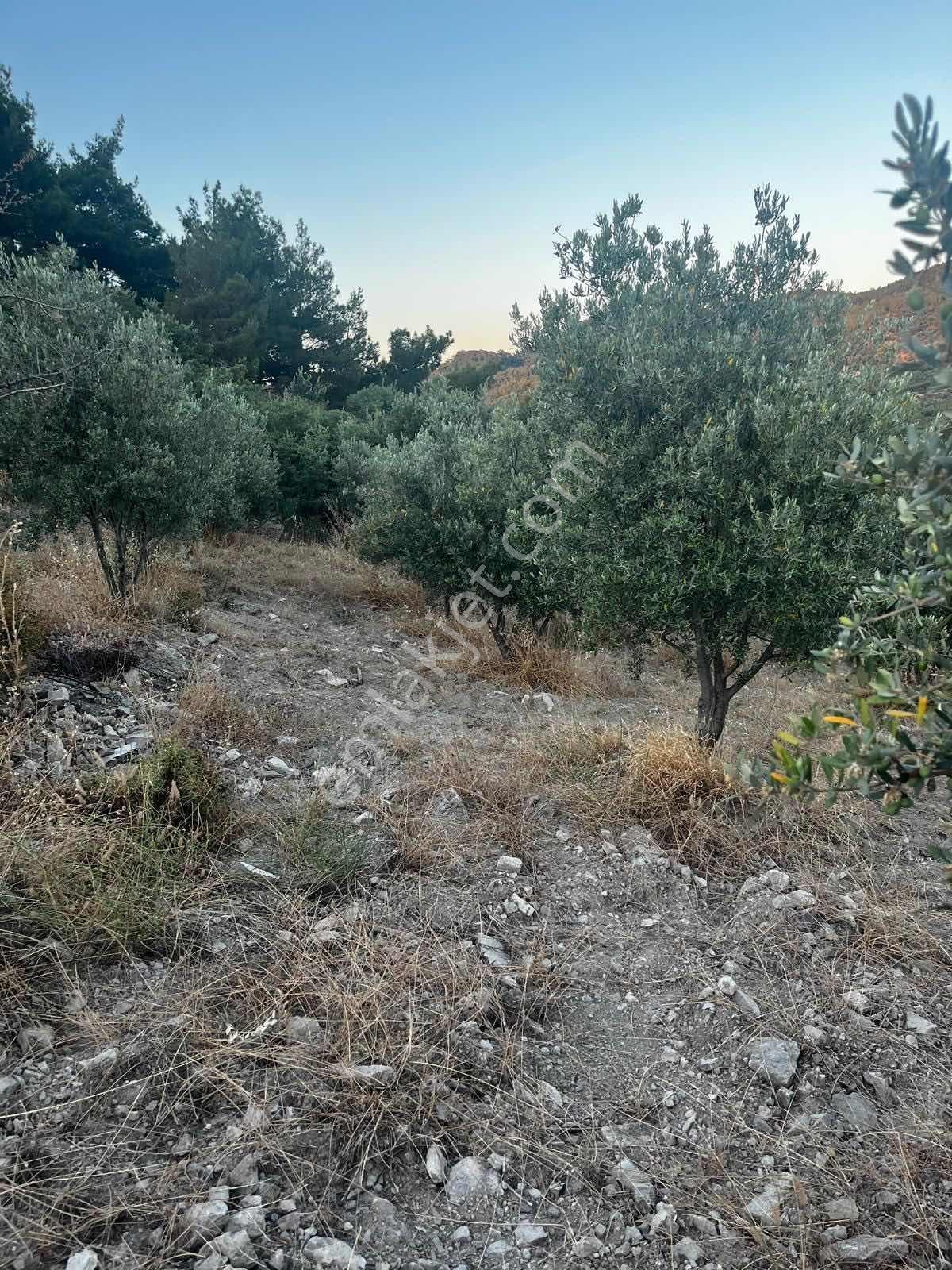 Gömeç Kumgedik Mahallesi'nde - Görsel 13