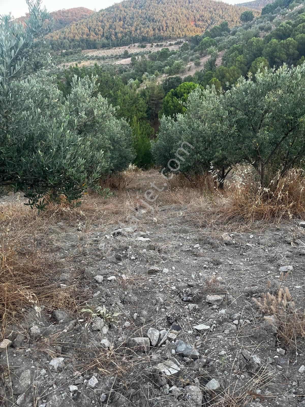 Gömeç Kumgedik Mahallesi'nde - Görsel 12