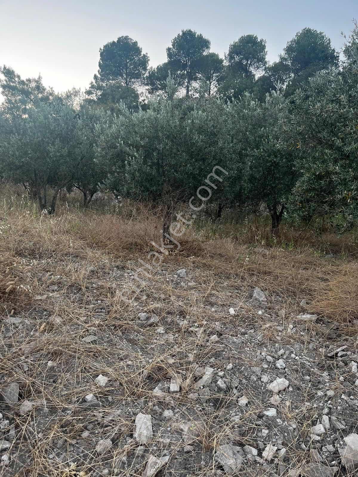 Gömeç Kumgedik Mahallesi'nde - Görsel 21