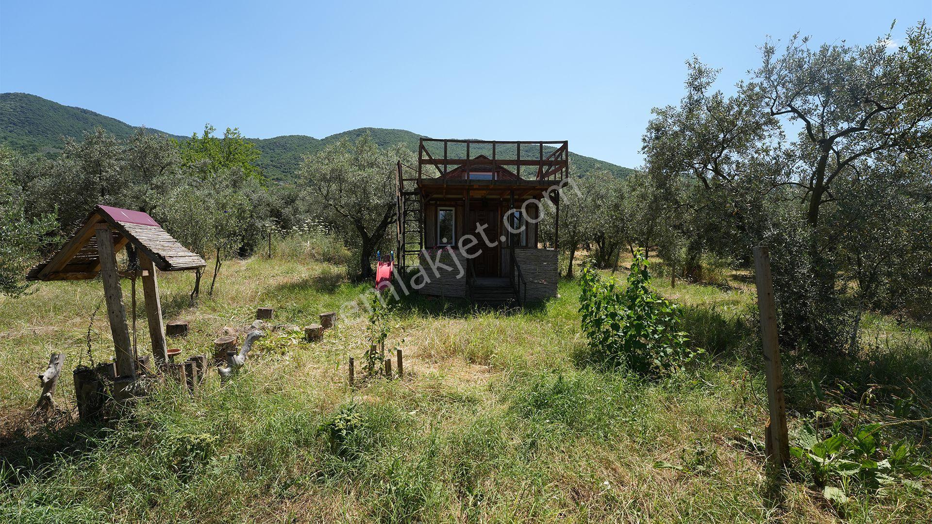 C21 CİUS; ORHANGAZİ HECELER KÖYÜNDE 253 M2 SATILIK ZEYTİNLİK - Görünüm 2