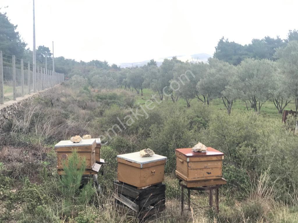 Kuşadası Yeniköy'de Doğa İle İç İçe Deniz Manzaralı Çiftlik - Görsel 33