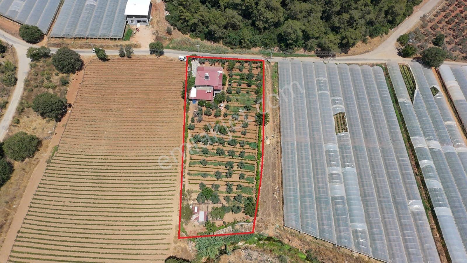 Menderes Çamönü'nde Tek Tapu 2,919 M² Tarla İçinde 150 M2 Müstakil Ev - Görsel 6