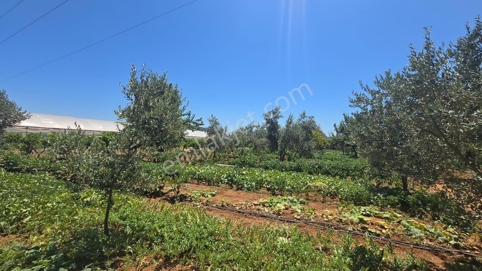 Menderes Çamönü'nde Tek Tapu 2,919 M² Tarla İçinde 150 M2 Müstakil Ev - Görsel 9