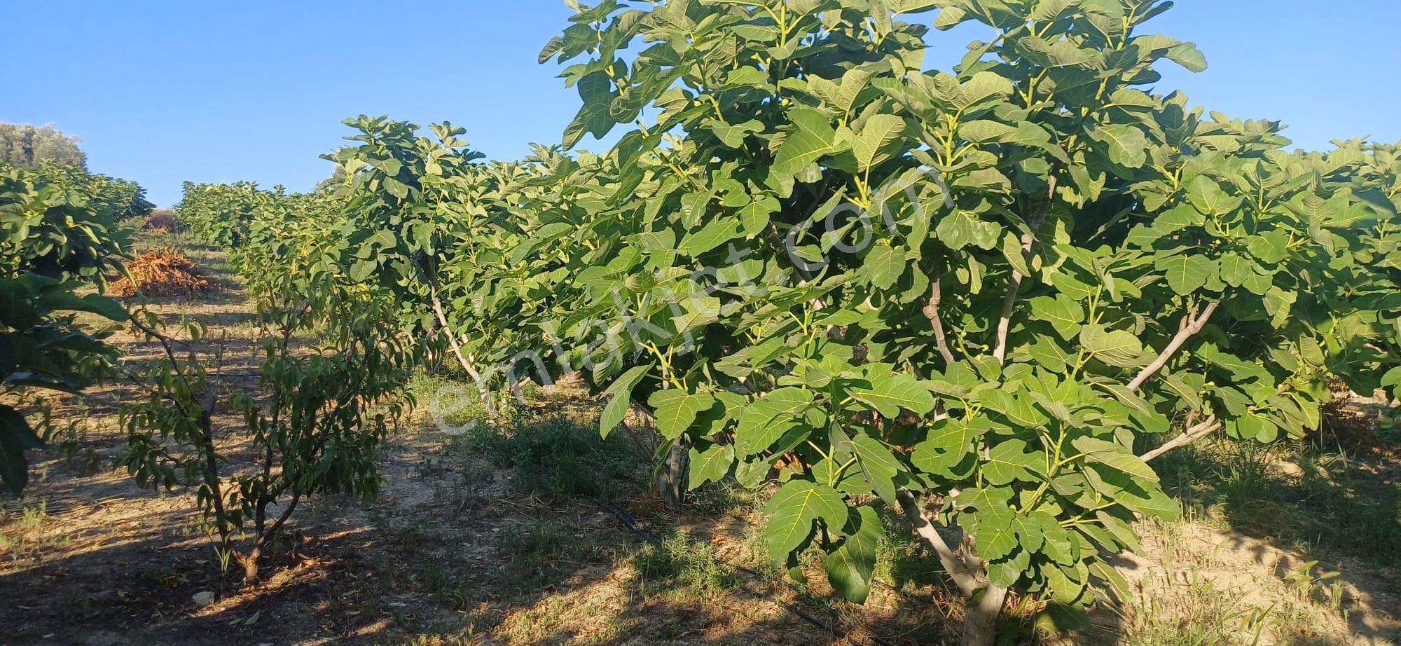 Sahibinden Satılık Bahçe - Görsel 9