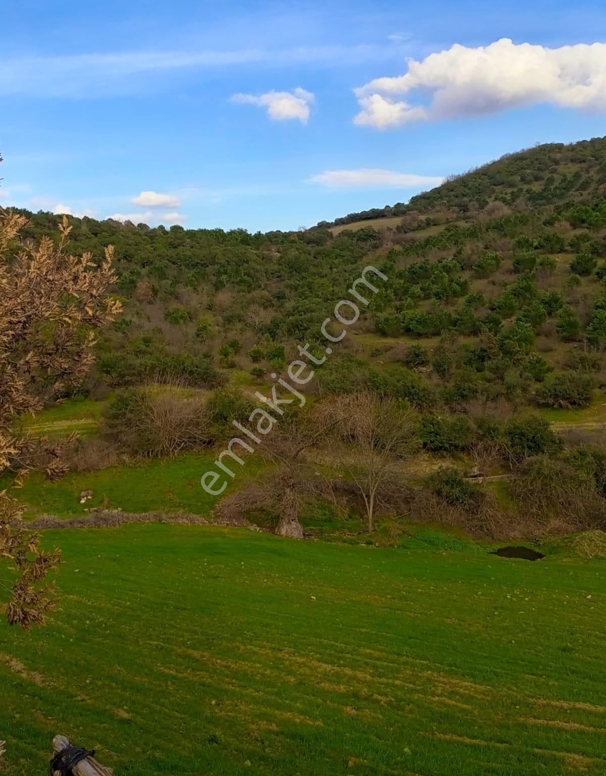 Çanakkale Çan Kalburcu Köyü Satılık Küçükbaş Çiftlik - Görsel 23