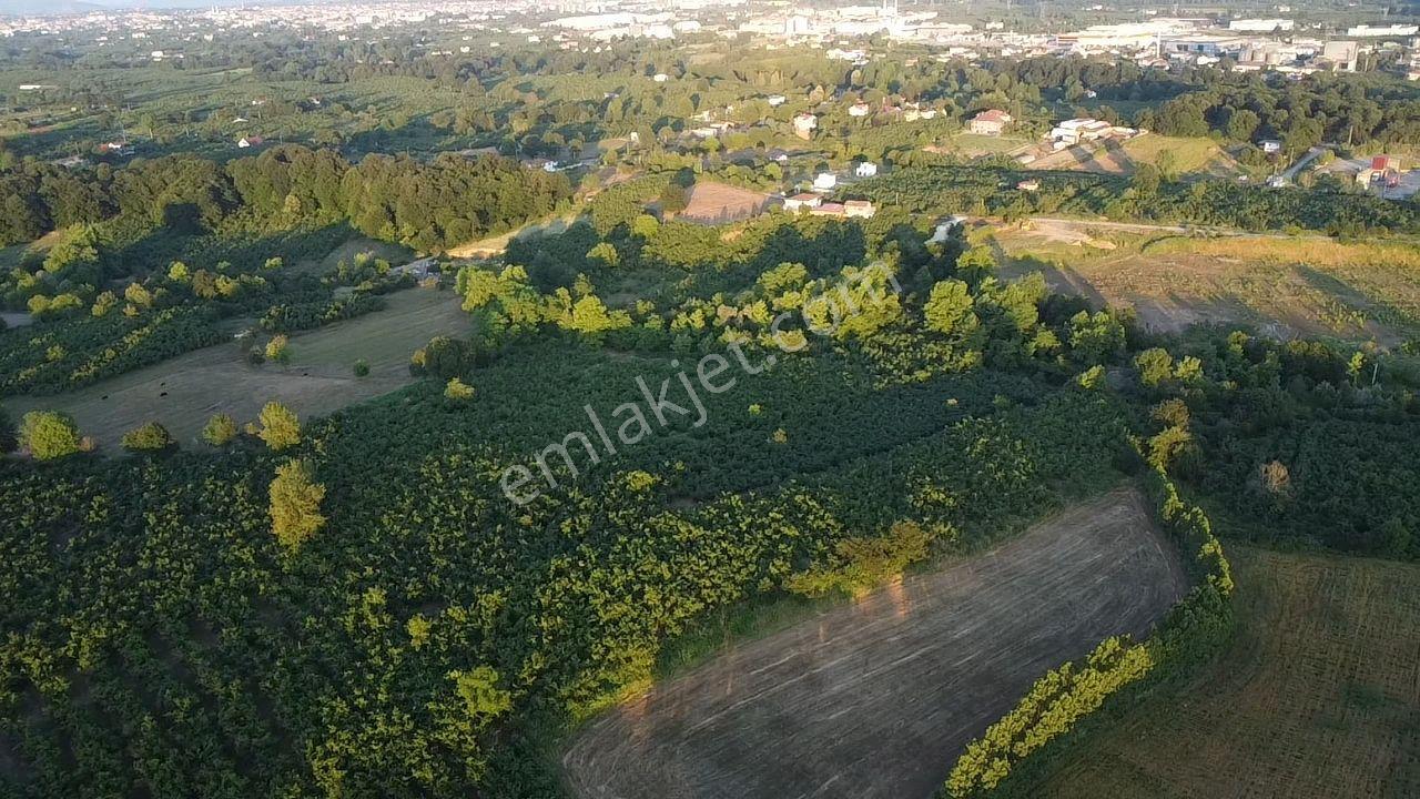 Sakarya Hendek'te 8.578 M² Verimli Fındıklık - Yatırımlık Fırsat - Görsel 20