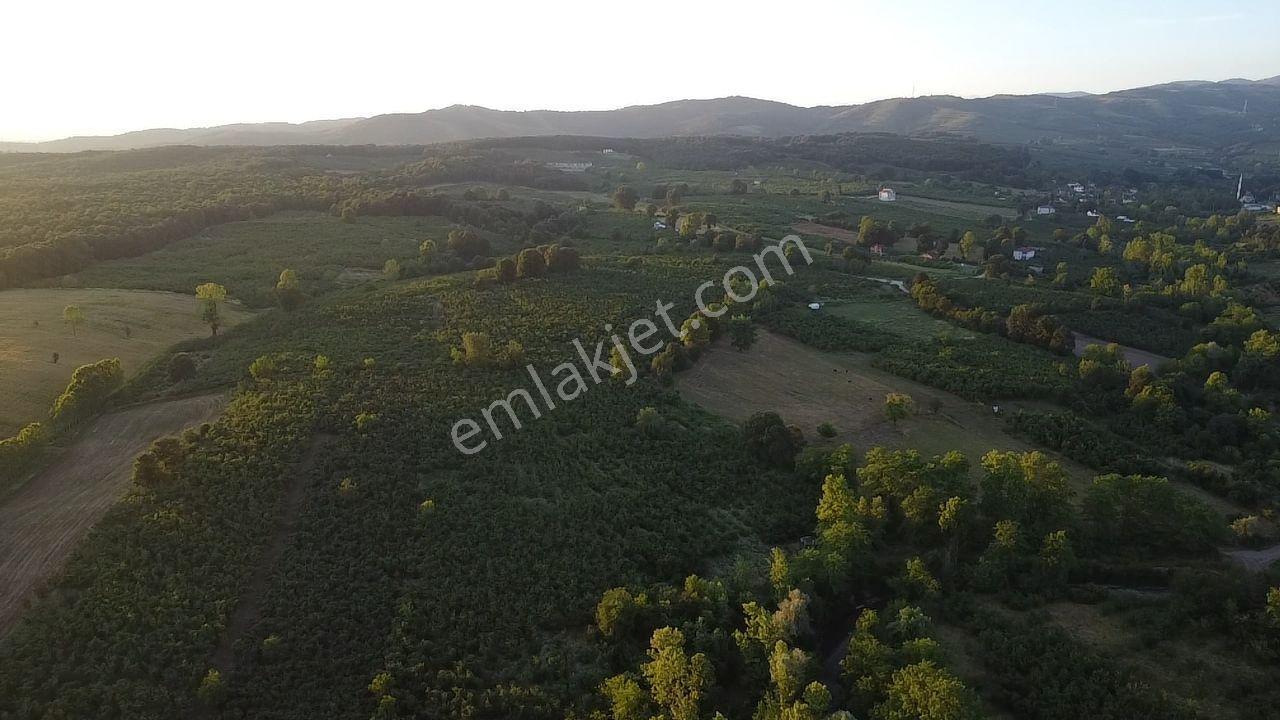Sakarya Hendek'te 8.578 M² Verimli Fındıklık - Yatırımlık Fırsat - Görsel 11
