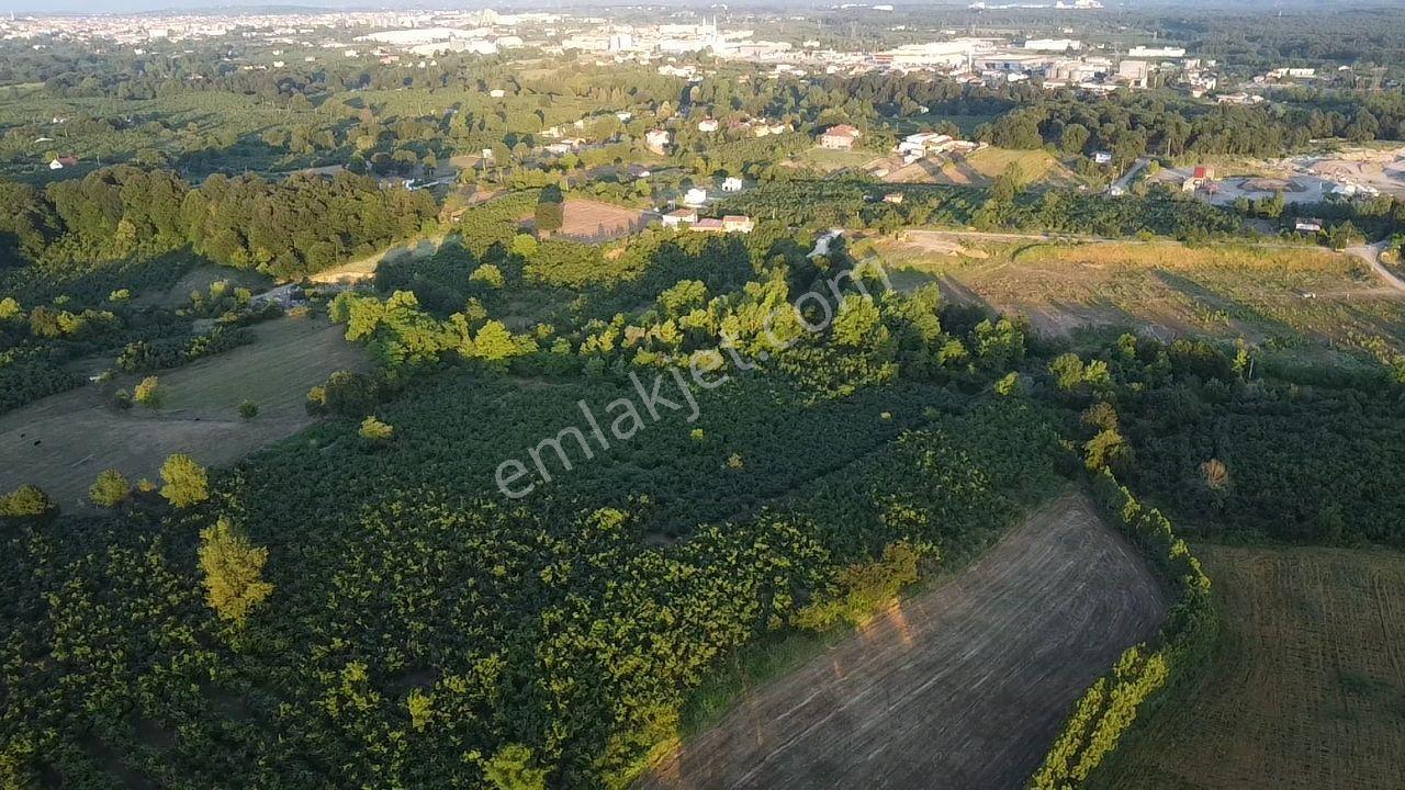 Sakarya Hendek'te 8.578 M² Verimli Fındıklık - Yatırımlık Fırsat - Görsel 25