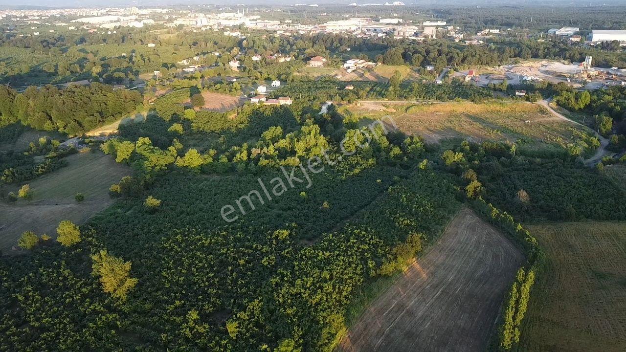 Sakarya Hendek'te 8.578 M² Verimli Fındıklık - Yatırımlık Fırsat - Görsel 22