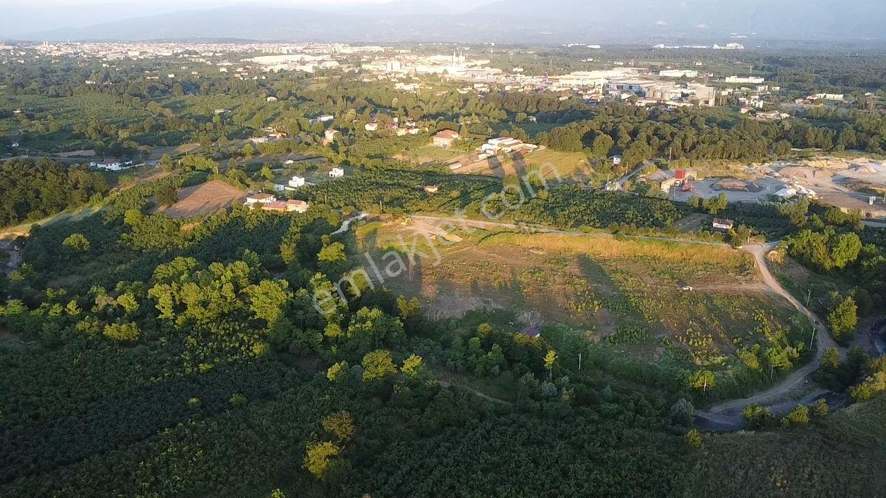 Sakarya Hendek'te 8.578 M² Verimli Fındıklık - Yatırımlık Fırsat - Görsel 15