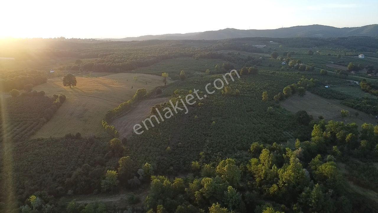 Sakarya Hendek'te 8.578 M² Verimli Fındıklık - Yatırımlık Fırsat - Görsel 12