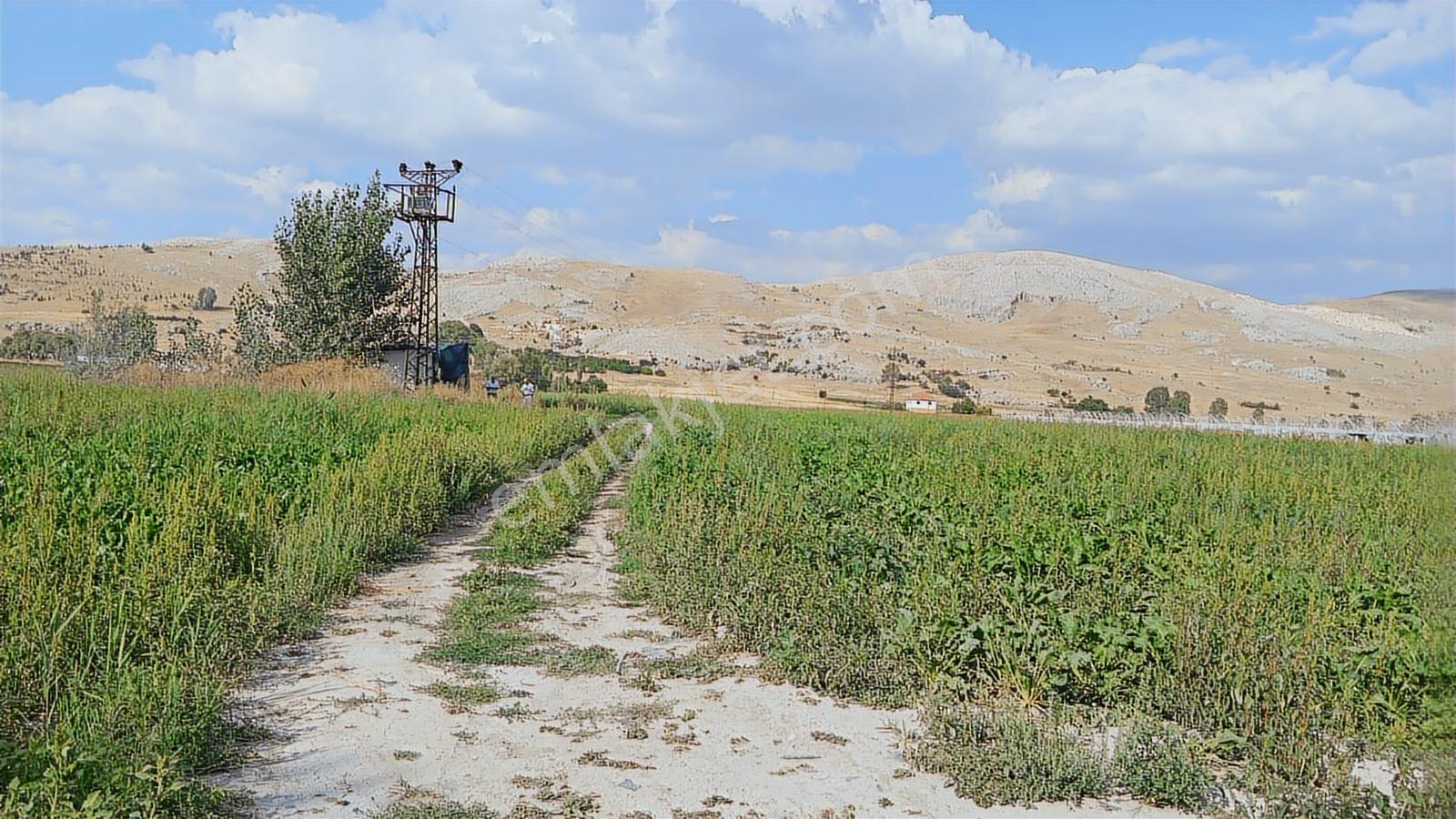 Antalya Korkuteli Manay 104 Dönüm Verimli Tarım Arazisi - Görsel 14