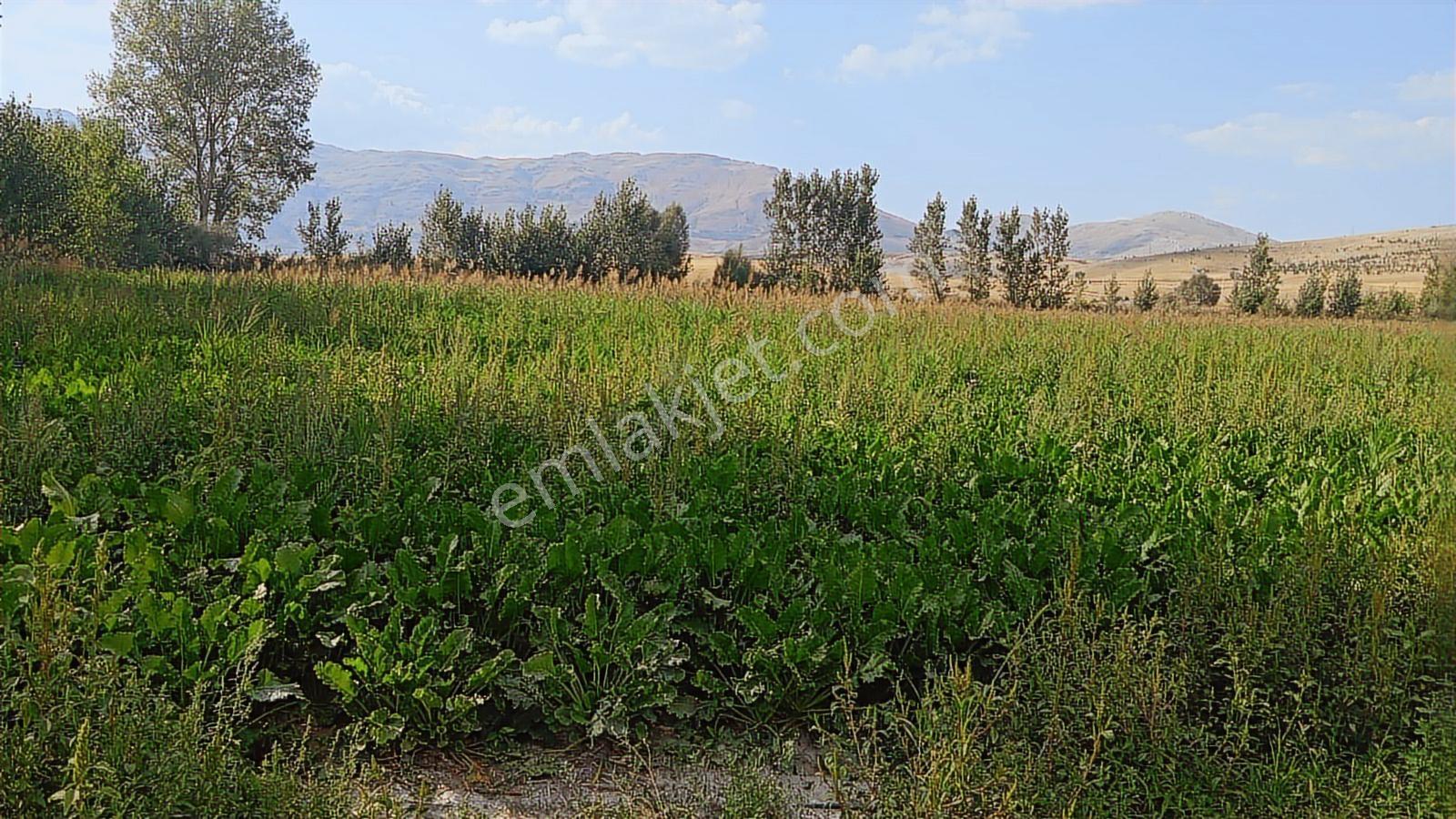 Antalya Korkuteli Manay 104 Dönüm Verimli Tarım Arazisi