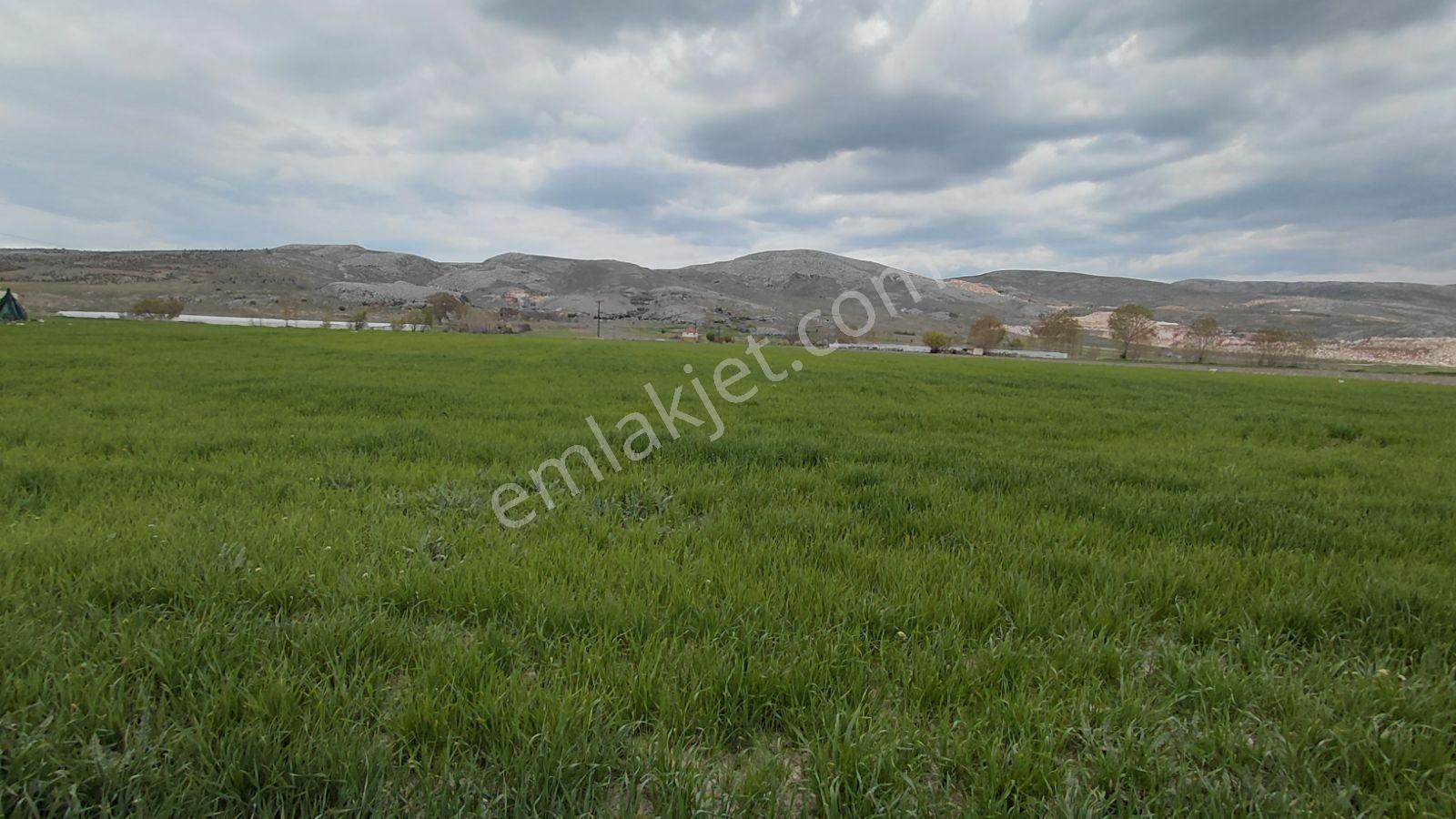 Antalya Korkuteli Manay 104 Dönüm Verimli Tarım Arazisi - Görsel 5