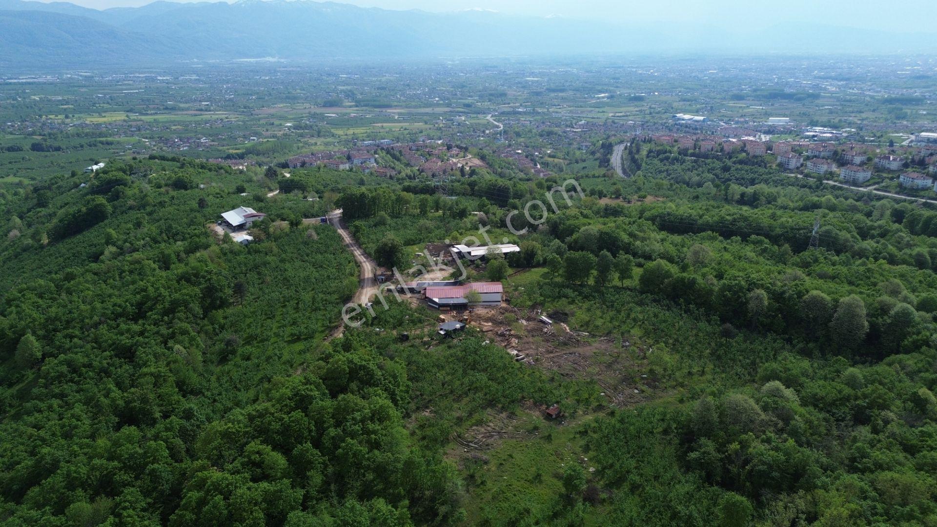 Düzce Merkez Sallar'da, İmara Yakın, Yatırımlık Fındık Bahçesi - Görsel 17
