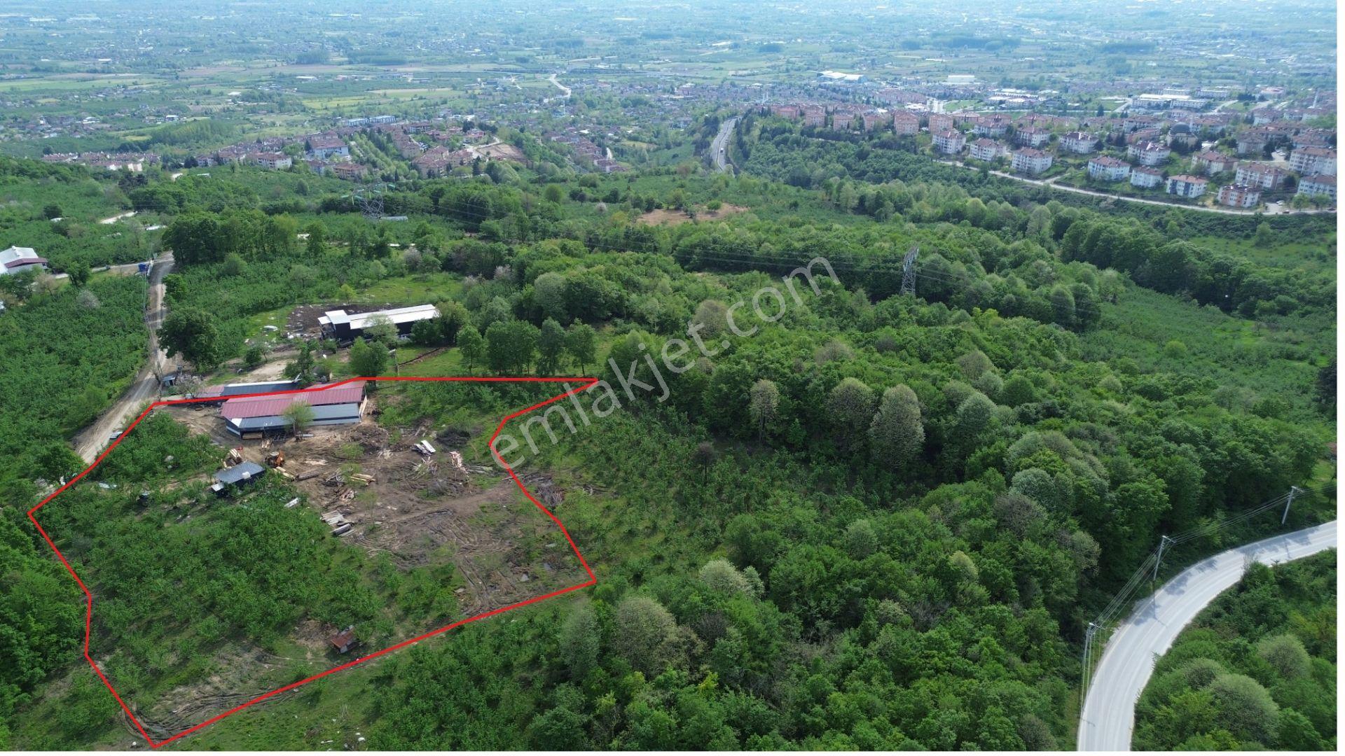 Düzce Merkez Sallar'da, İmara Yakın, Yatırımlık Fındık Bahçesi - Görsel 4