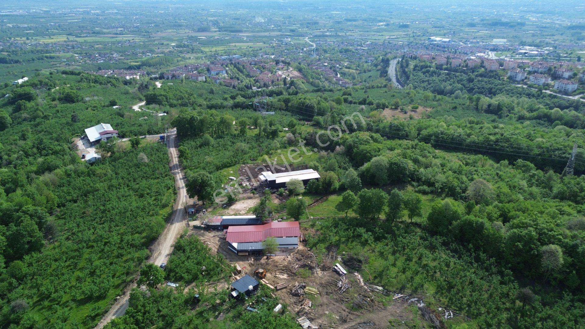 Düzce Merkez Sallar'da, İmara Yakın, Yatırımlık Fındık Bahçesi - Görsel 24