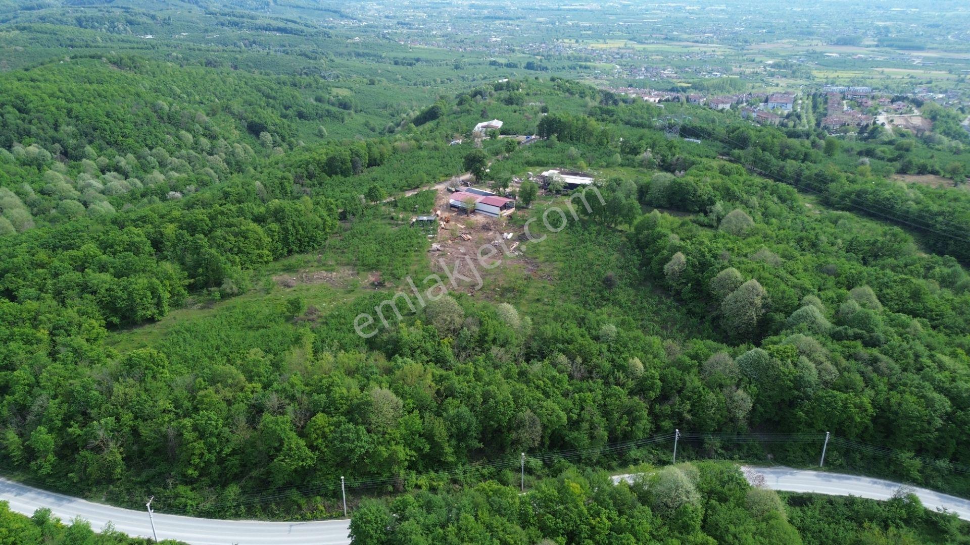 Düzce Merkez Sallar'da, İmara Yakın, Yatırımlık Fındık Bahçesi - Görsel 14