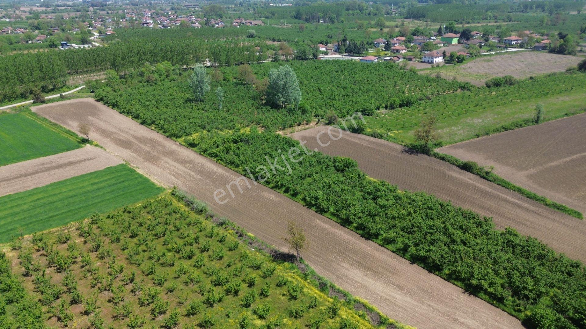 Düzce Merkez Ozanlar'da İmara Yakın, Yatırımlık Fındık Bahçesi - Görsel 37