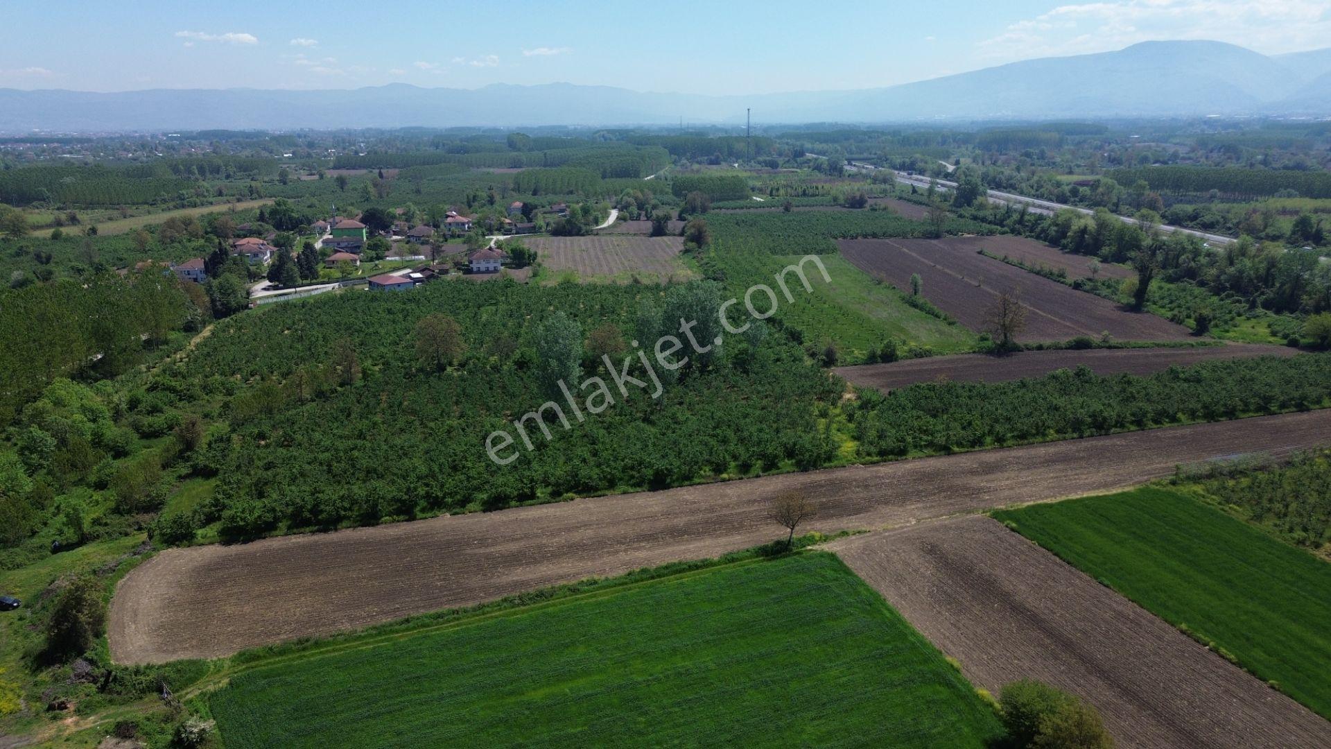 Düzce Merkez Ozanlar'da İmara Yakın, Yatırımlık Fındık Bahçesi - Görsel 33
