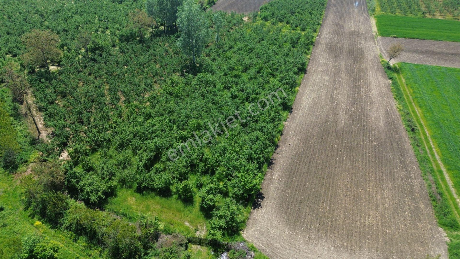Düzce Merkez Ozanlar'da İmara Yakın, Yatırımlık Fındık Bahçesi - Görsel 24