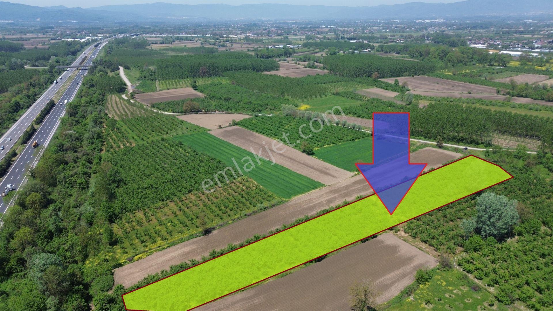 Düzce Merkez Ozanlar'da İmara Yakın, Yatırımlık Fındık Bahçesi - Görsel 12