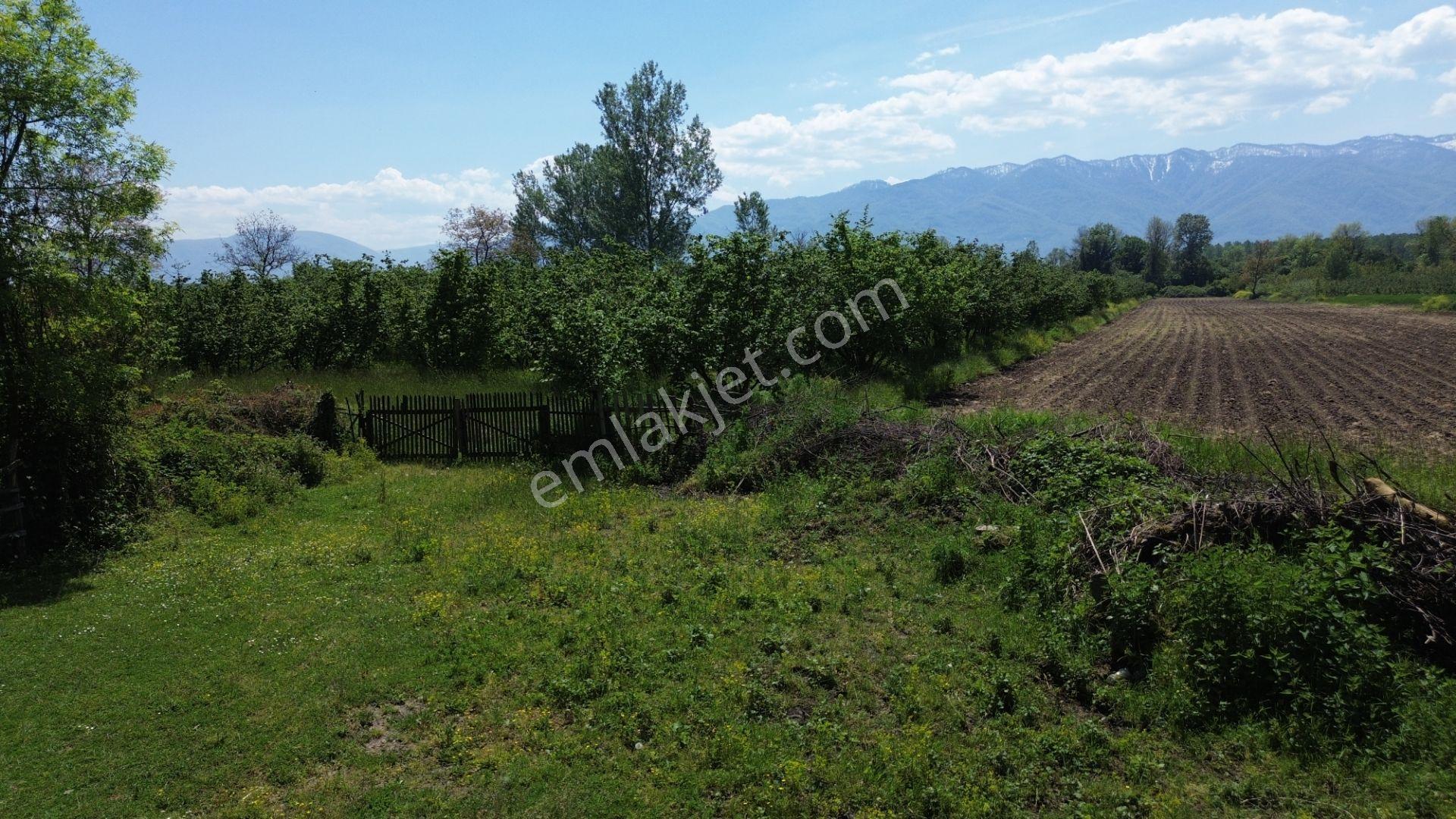 Düzce Merkez Ozanlar'da İmara Yakın, Yatırımlık Fındık Bahçesi - Görsel 49
