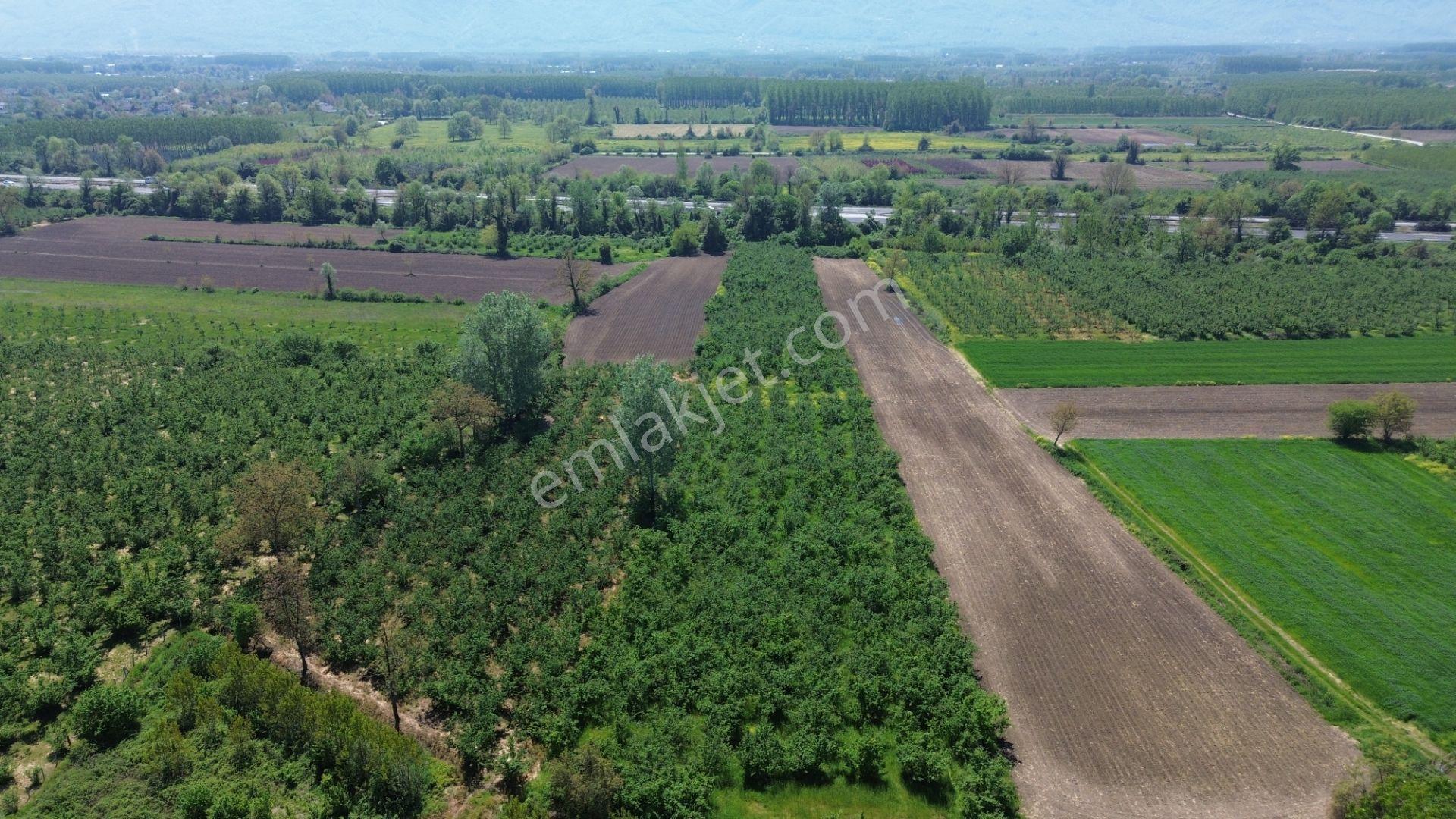 Düzce Merkez Ozanlar'da İmara Yakın, Yatırımlık Fındık Bahçesi - Görsel 41