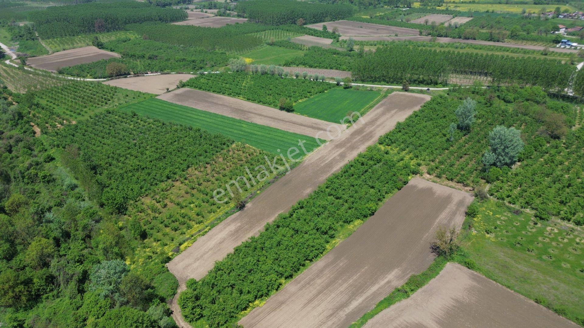 Düzce Merkez Ozanlar'da İmara Yakın, Yatırımlık Fındık Bahçesi - Görsel 20