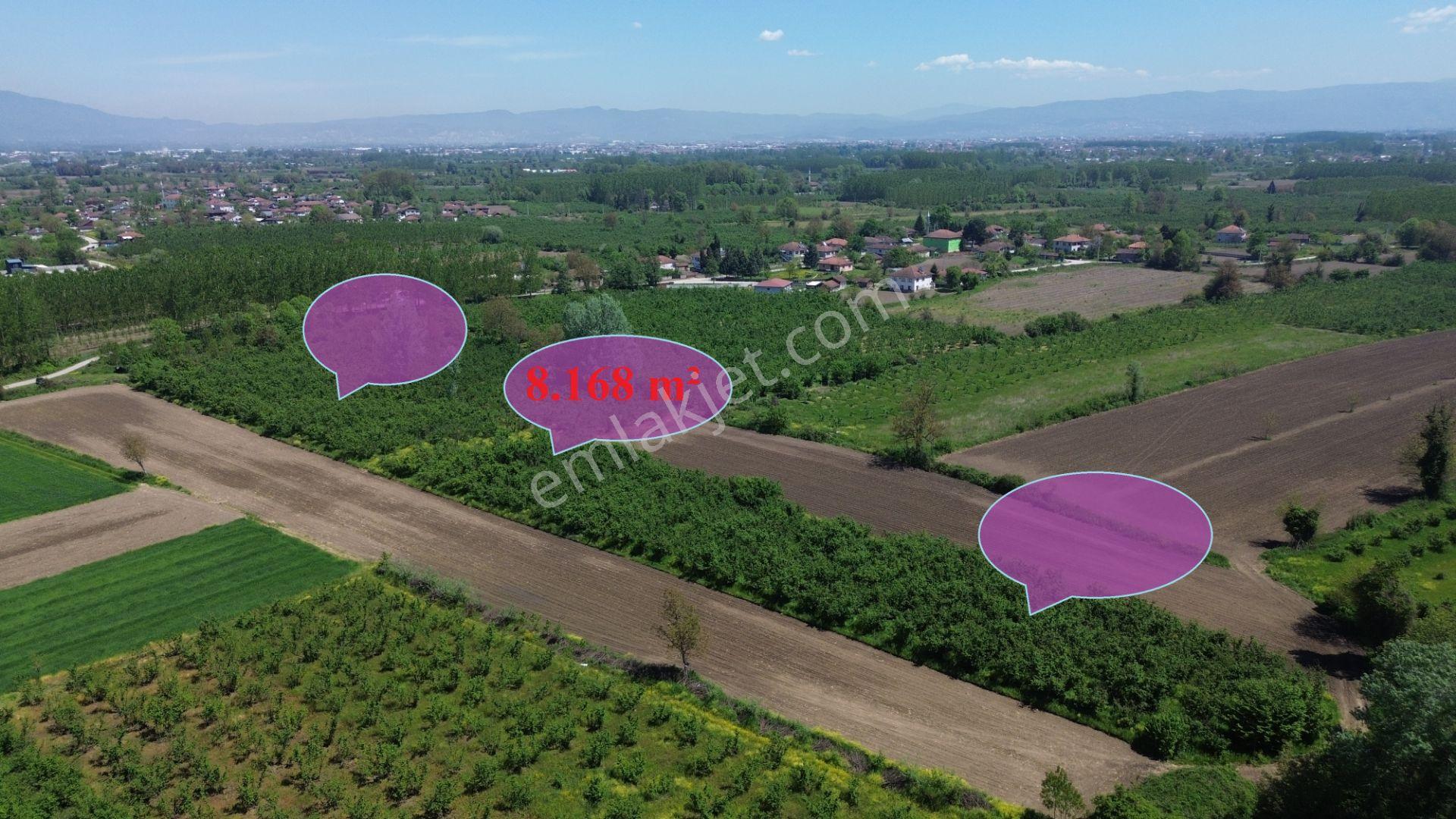Düzce Merkez Ozanlar'da İmara Yakın, Yatırımlık Fındık Bahçesi - Görsel 15