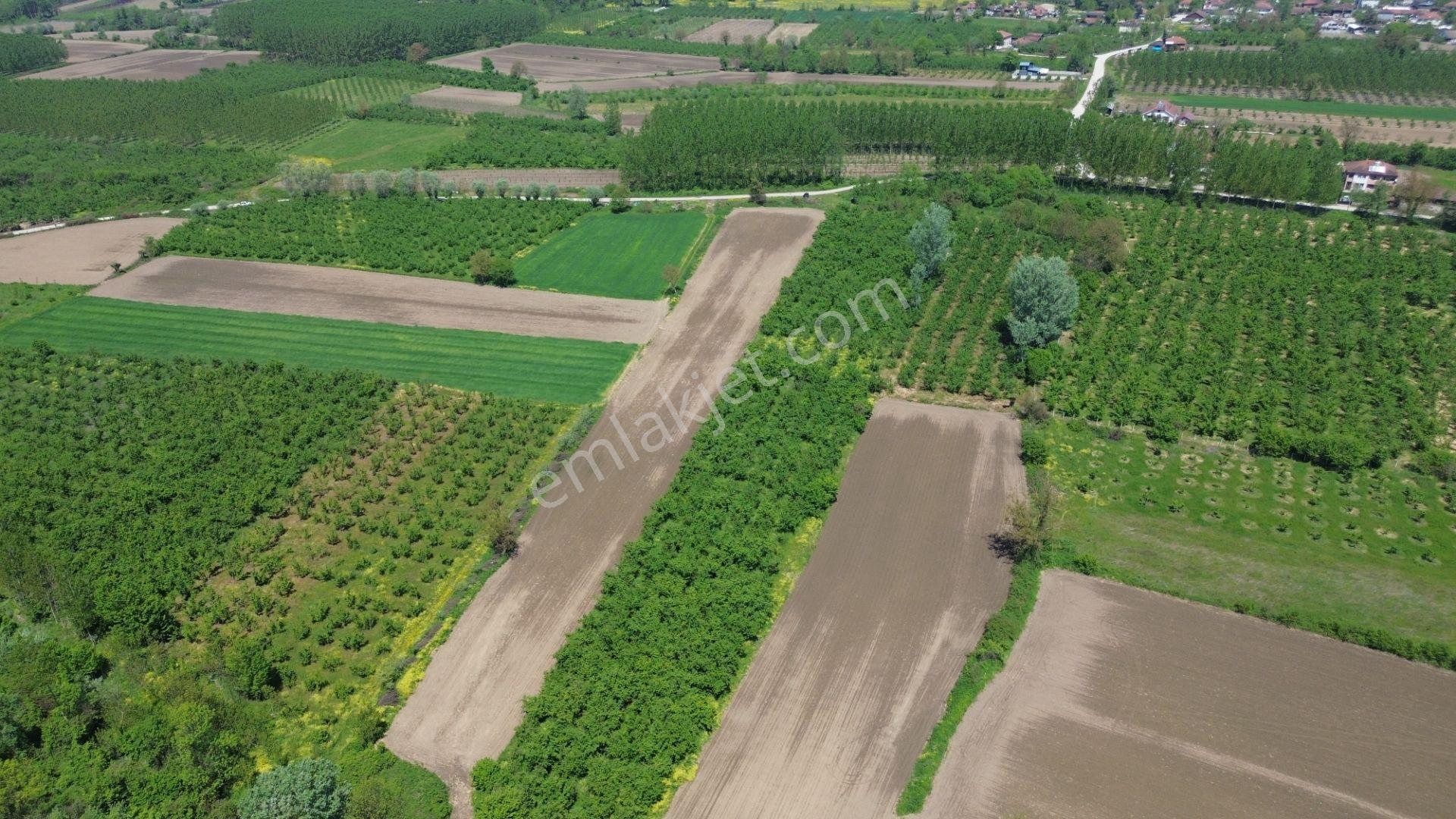 Düzce Merkez Ozanlar'da İmara Yakın, Yatırımlık Fındık Bahçesi - Görsel 19