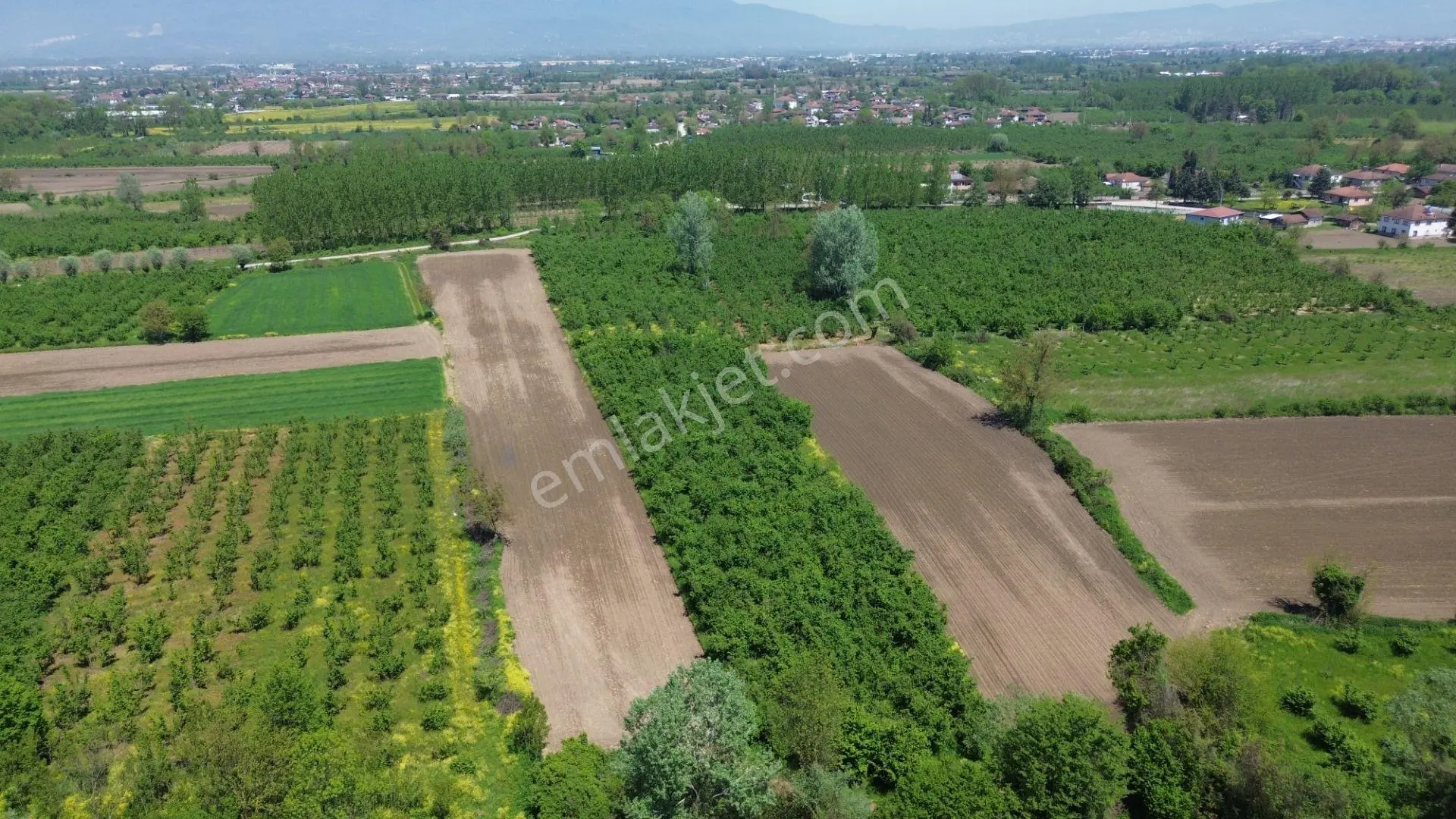 Düzce Merkez Ozanlar'da İmara Yakın, Yatırımlık Fındık Bahçesi