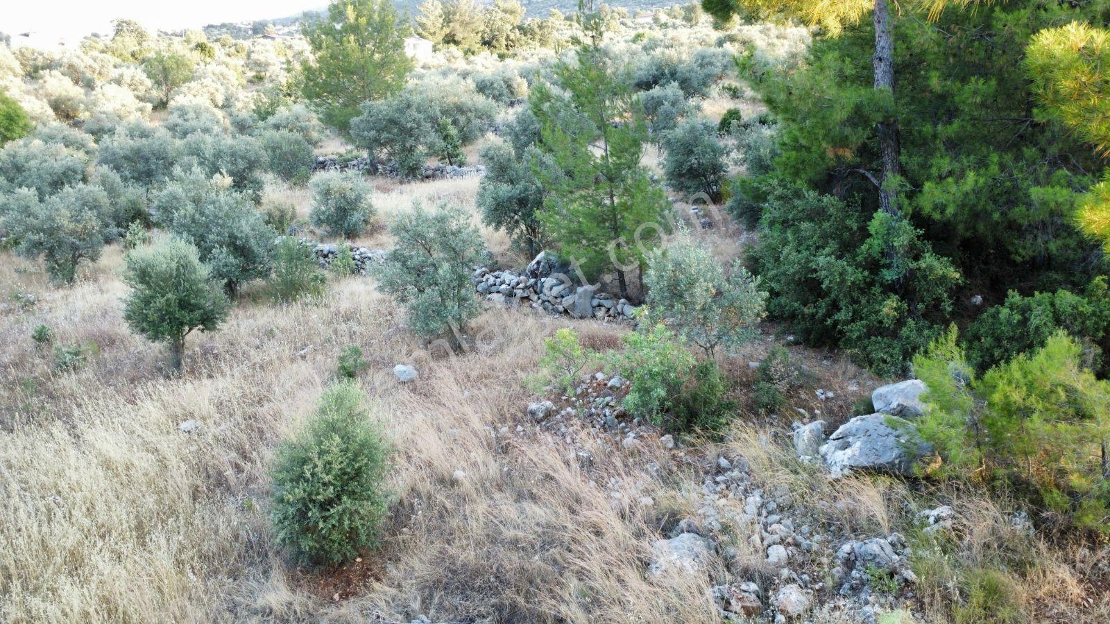 Seydikemer Kınık'ta Yola Cepheli Satılık İmarlı Tarla 1068m2 - Görsel 4