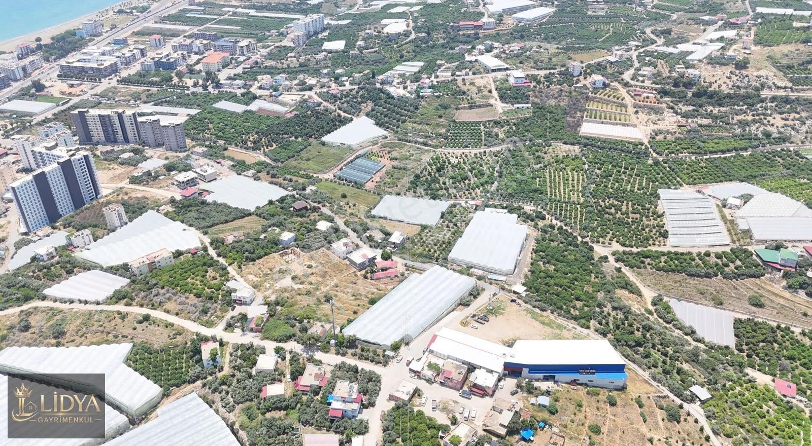 Kocahasanlıda Kurulu Düzen 4.520 M2 Satılık Muz Serası