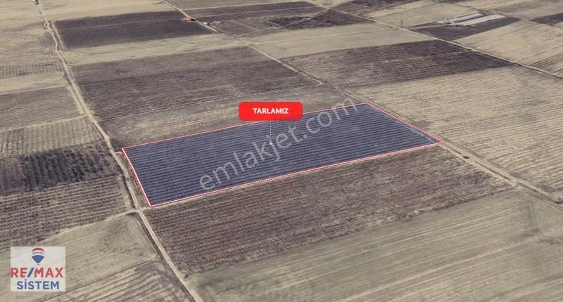 *sultandağı Yeşilçiftlik'te 2200 Ağaçlı Kiraz Bahçesi* - Görsel 4