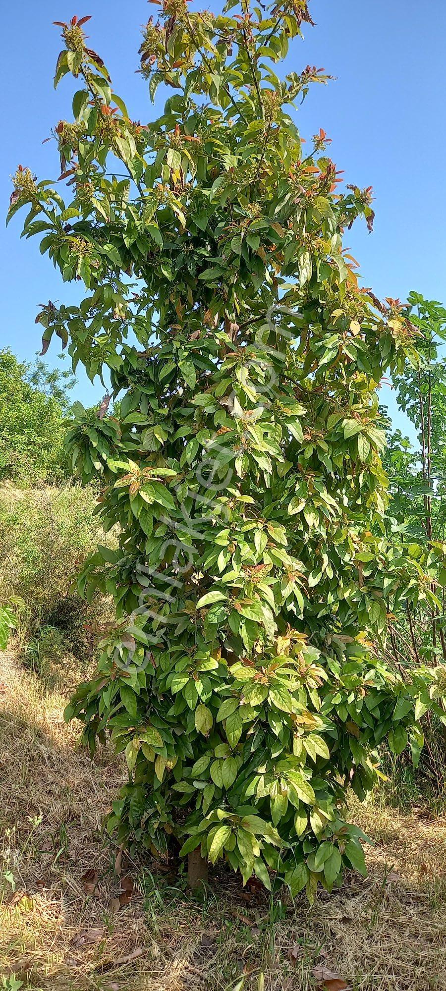 Erdemli Kargıcakta Satılık Limon Bahçesi - Görsel 3