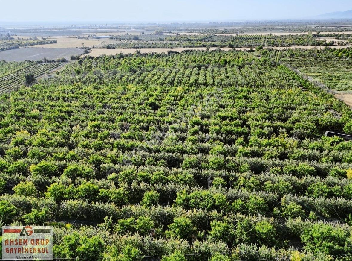 Pazaraltında 24.469 M2 Komple Yol Cepheli Devasa Meyve Bahçesi - Görsel 8
