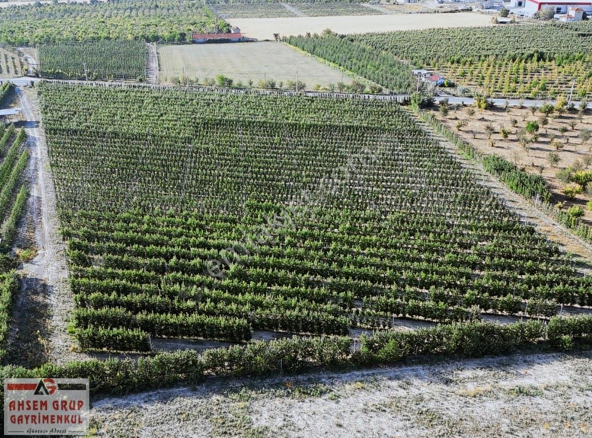 14.912 M2 Konya Yoluna Çok Yakın Yüksek Verimli Vişne Bahçesi - Görsel 6