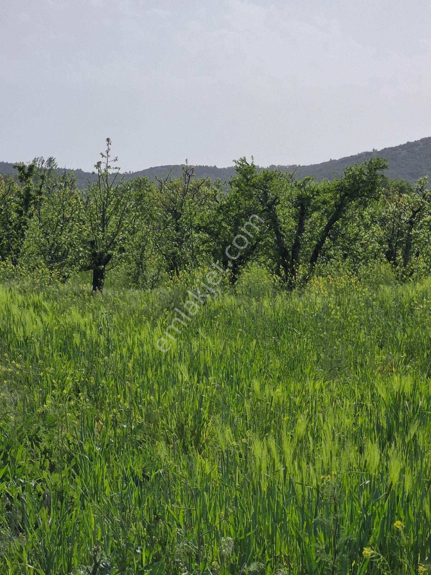 🌿 ISPARTA GÖNEN İĞDECİK'TE FIRSAT ARAZİ! 🌿 - Görünüm 2